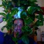 User Profile Pic