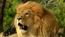 Travel community safaris